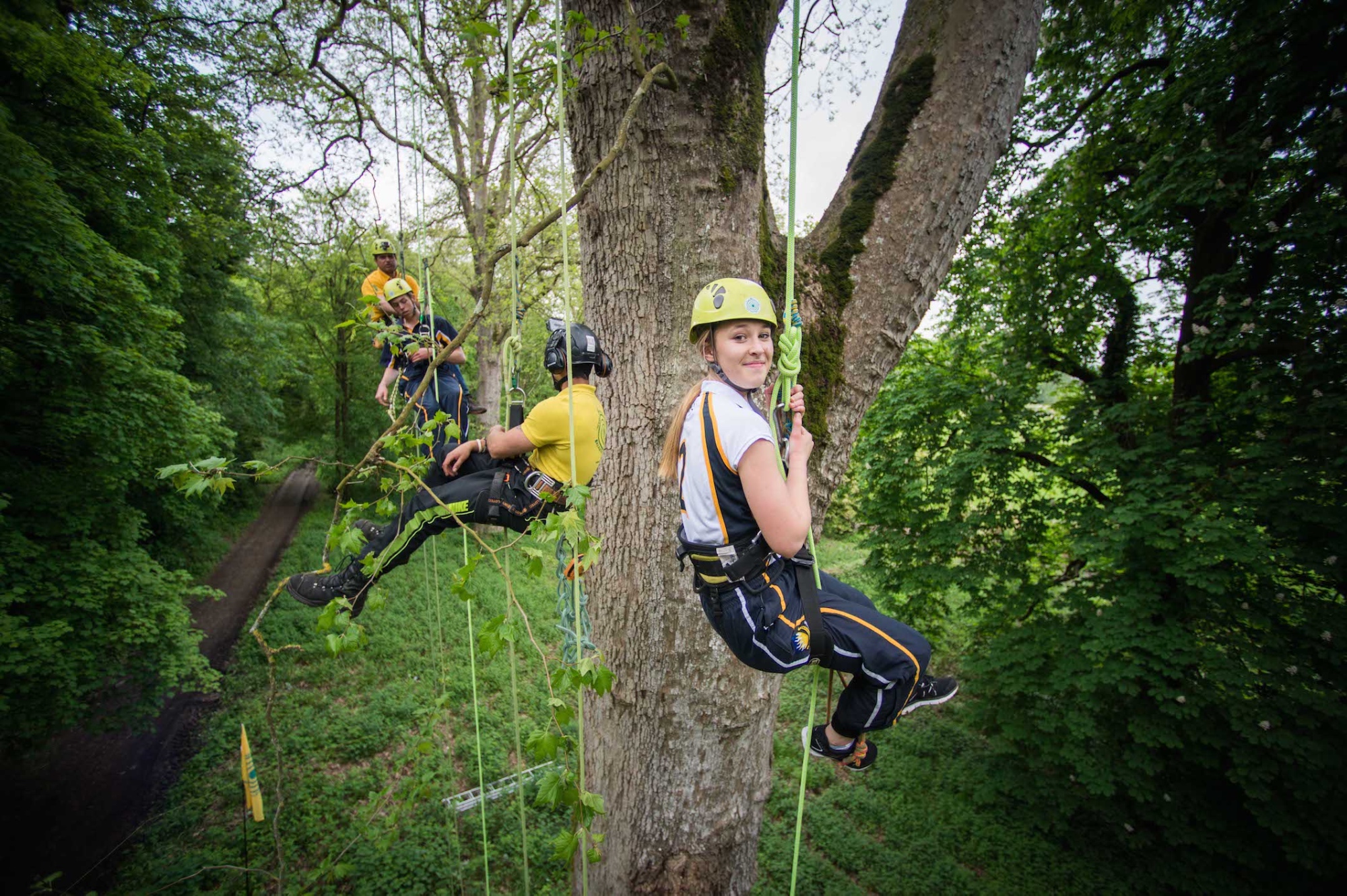 Pupils climb the tallest broadleaf tree in the UK