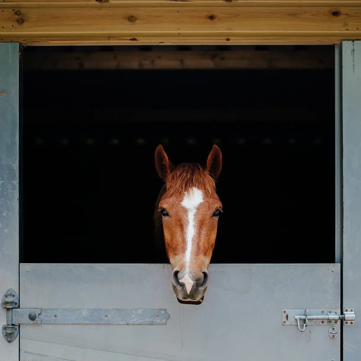 Horse at Bryanston Prep School